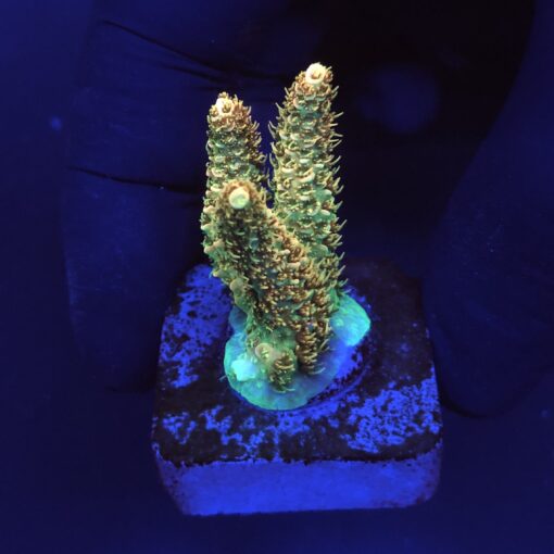 Millepora Orange Yellow Tips M