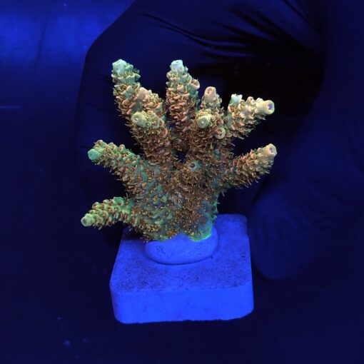 Millepora Orange Yellow Tips G