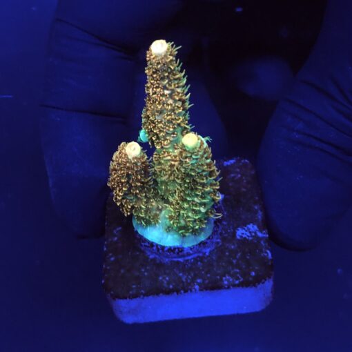 Millepora Orange Yellow Tips M
