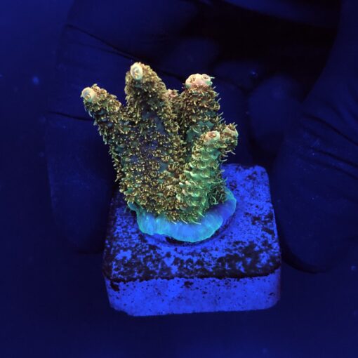 Millepora Orange Yellow Tips M