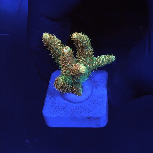 Millepora Orange Yellow Tips M