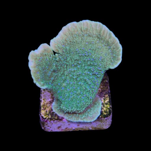 Montipora Capricornio Green Blue Polyps M