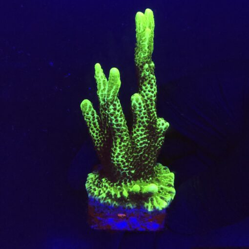Montipora Confusa Lemon (Spongodes) G