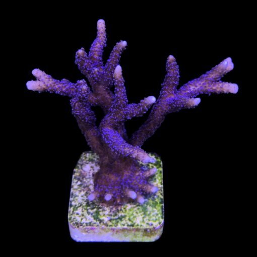 Montipora Digitada Blue German Mini Colônia