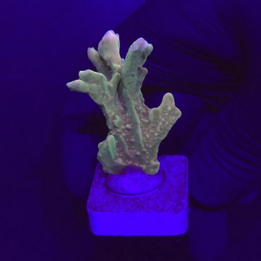 Montipora Setosa Grafted M