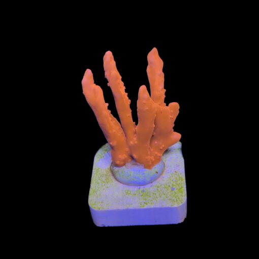 Montipora Setosa M