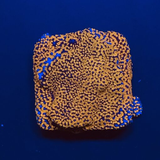 Montipora Superman M