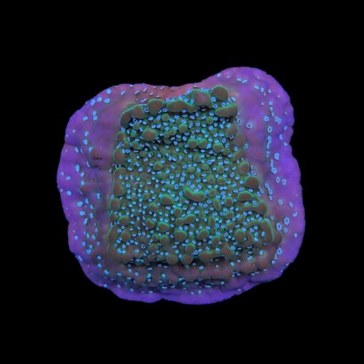 Montipora Undata Purple G