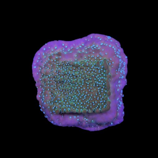 Montipora Undata Purple G