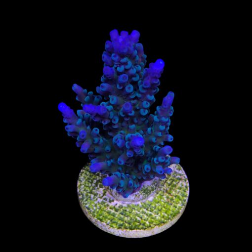 Ora Blue Green Mini Colônia