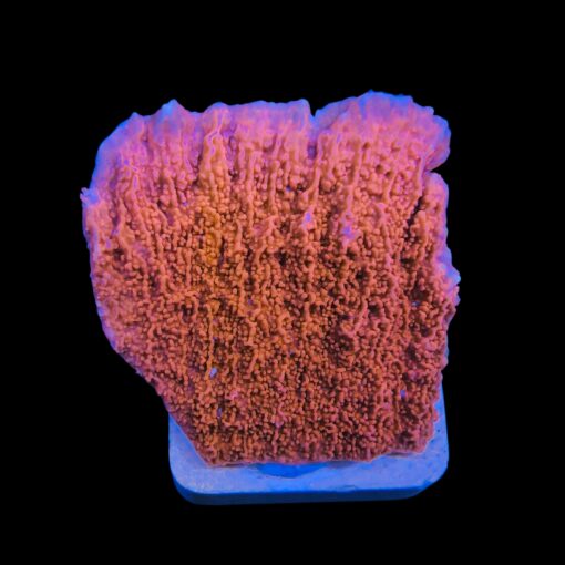 Montipora Capricórnio Laranja M