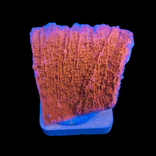 Montipora Capricórnio Laranja M