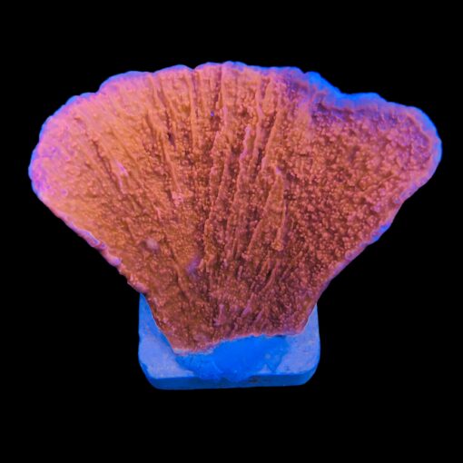 Montipora Capricórnio Laranja G