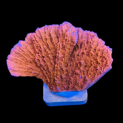 Montipora Capricórnio Laranja G