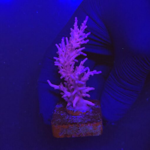 Pink Dragon G