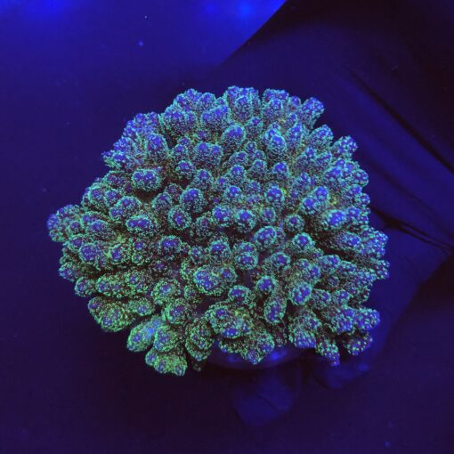 Pocillopora Purple Mini Colônia