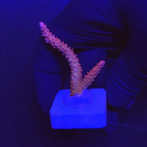 Red Robin Staghorn M