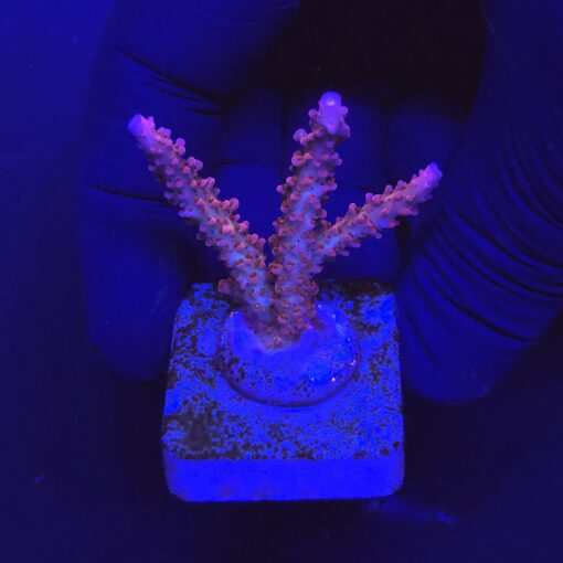 Red Robin Staghorn M
