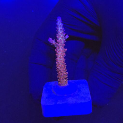 Red Robin Staghorn M