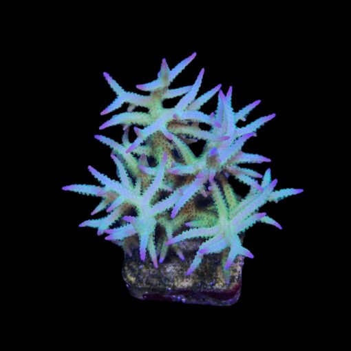Seriatopora Ponape G