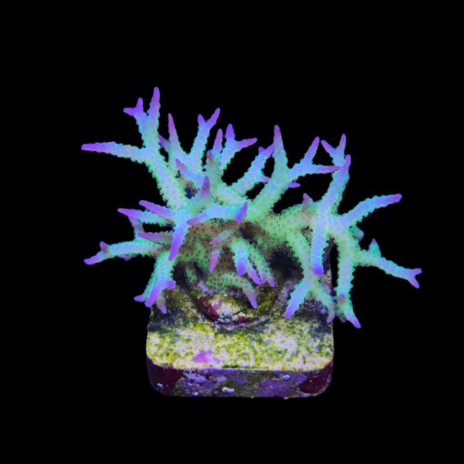 Seriatopora Ponape M