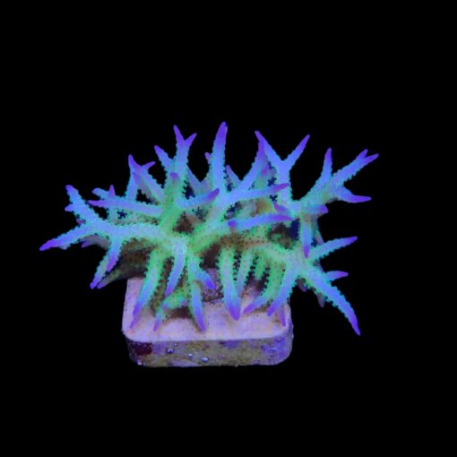 Seriatopora Ponape M