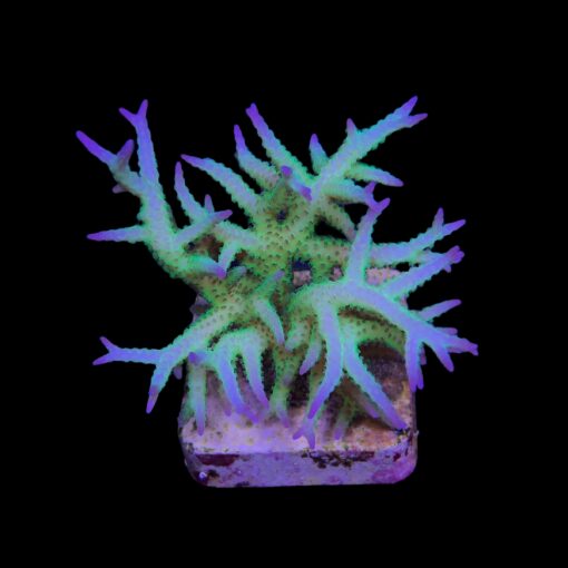 Seriatopora Ponape M