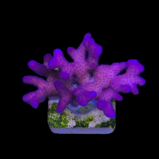 Stylophora Pink M