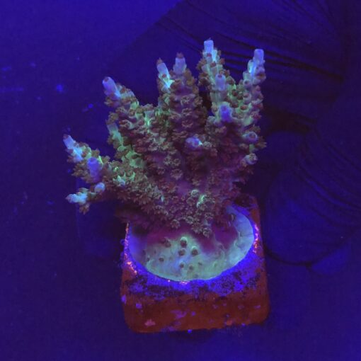 Subulata Purple M
