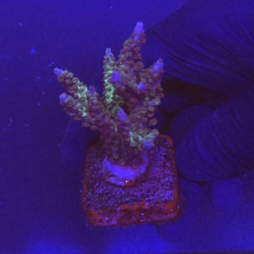 Subulata Purple M