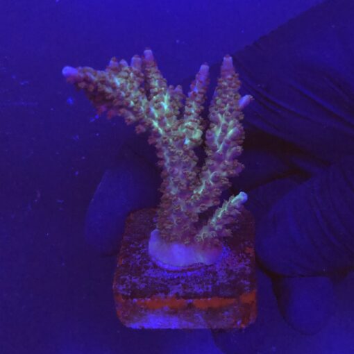 Subulata Purple M