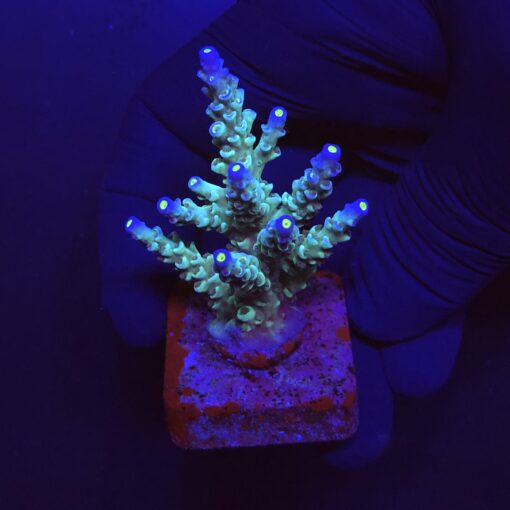 OR Tenuis Blue Ice M