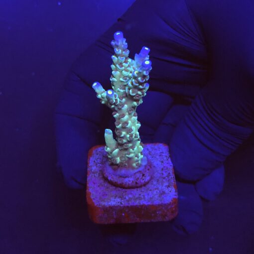 OR Tenuis Blue Ice M