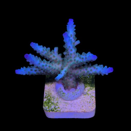 Tortuosa Turcoise G