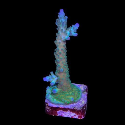 Tortuosa Turcoise M