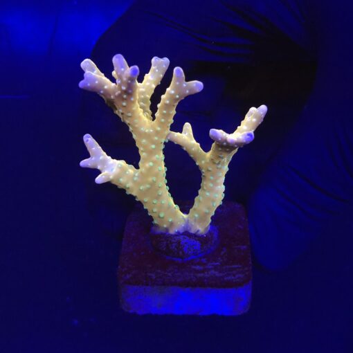 Tropicana Anacropora G
