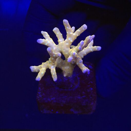Tropicana Anacropora M