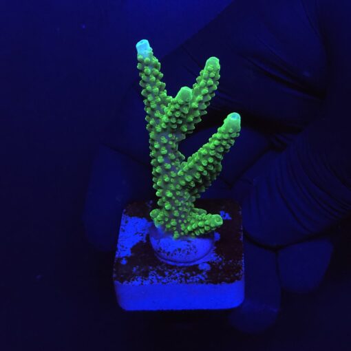 Yongei Green Blue Tips M