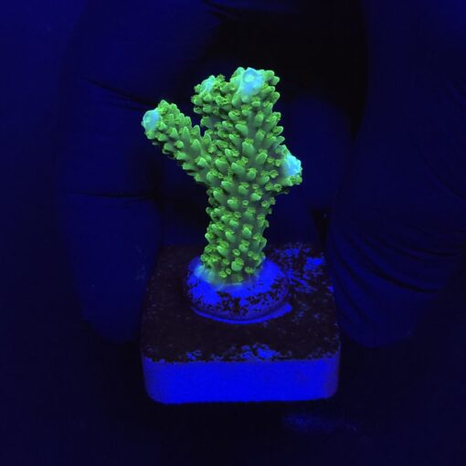 Yongei Green Blue Tips M