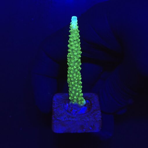 Yongei Green Blue Tips M