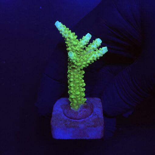 Yongei Green Blue Tips M