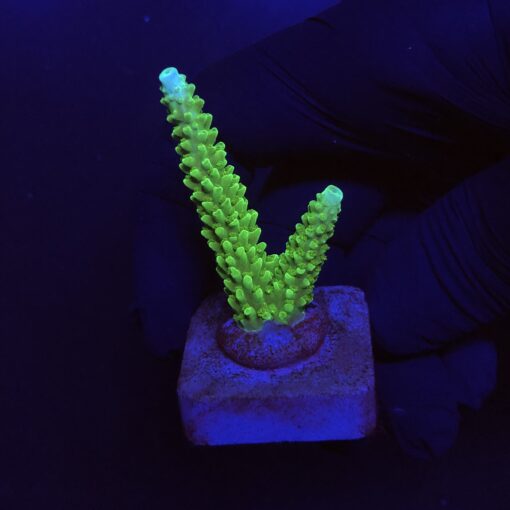 Yongei Green Blue Tips M