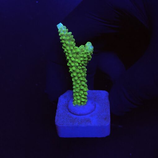 Yongei Green Blue Tips M