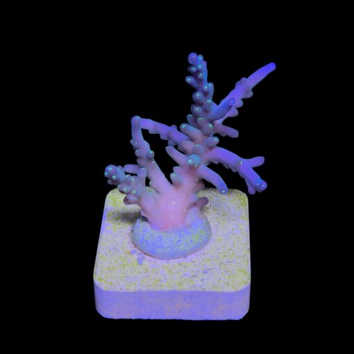 Caroliniana Purple Neon Polyps M