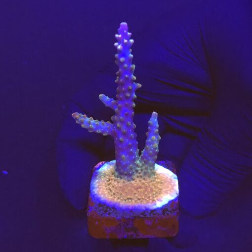 Divaricata Intersterllar M