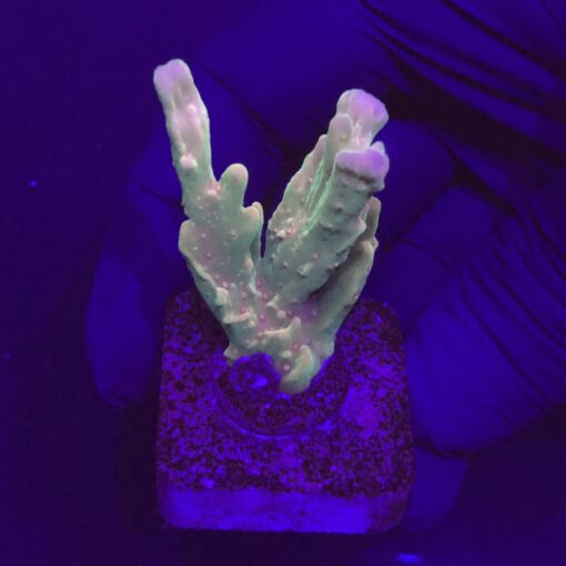 Montipora Setosa Grafted M