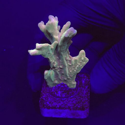 Montipora Setosa Grafted M