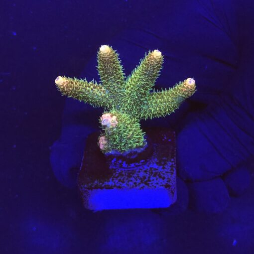 Millepora Blaze M