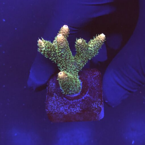 Millepora Blaze M