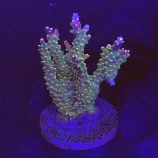 Insignis Mini Colônia